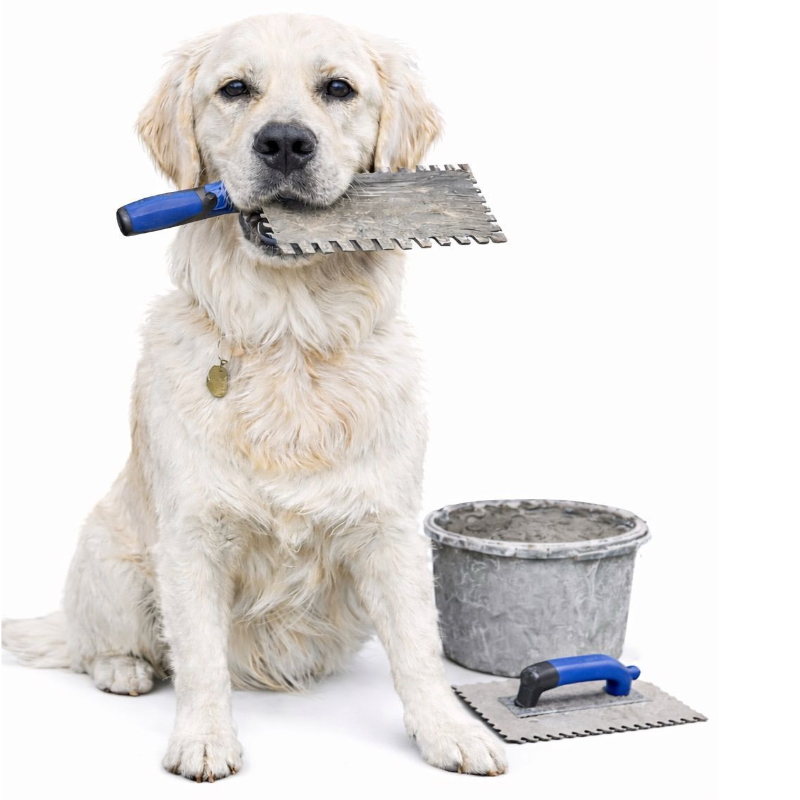 Photo de chien, mascotte de kv carrelage